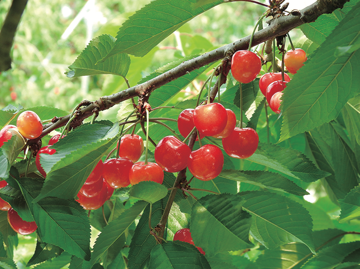 山形ジェラート プレミアムさくらんぼ | 株式会社しょくどう